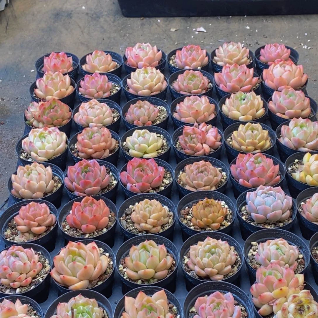 444多肉植物保护研究所所长