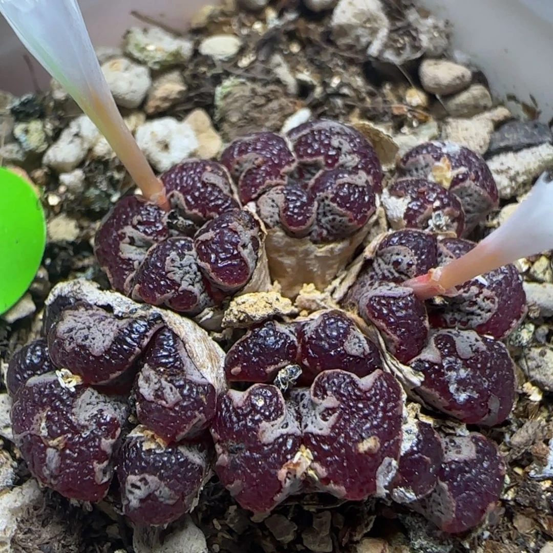 漂漂亮亮多肉植物59