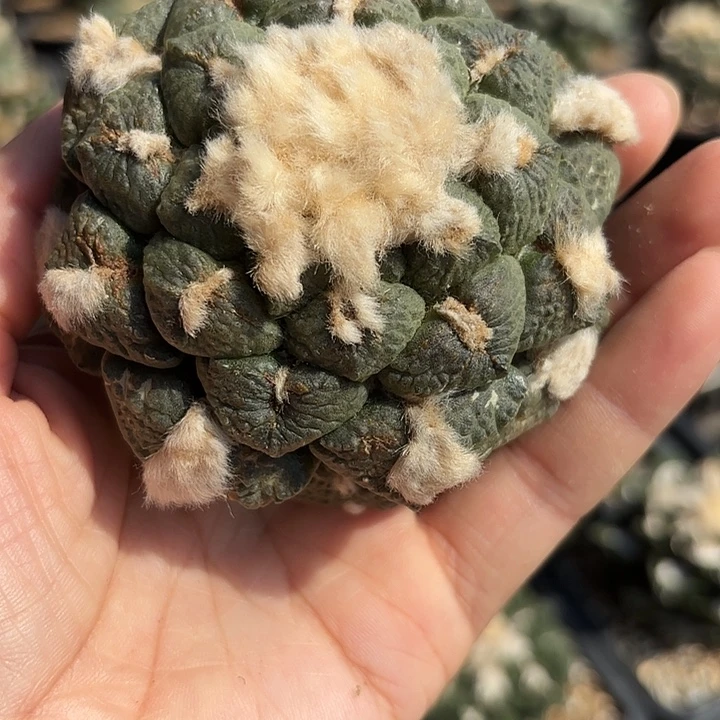 上***娜袖蒲苗接仙人球85