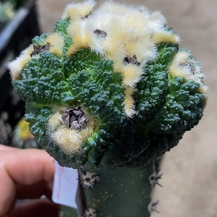 无花朵福利大尤细密尤哥斯拉牡丹113