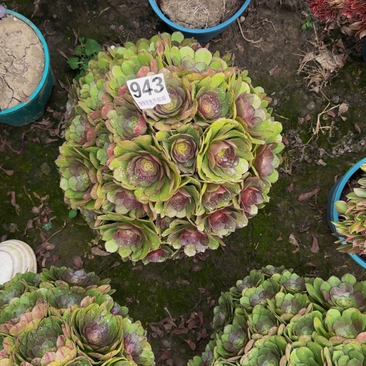 万圣节花29-29包邮花花