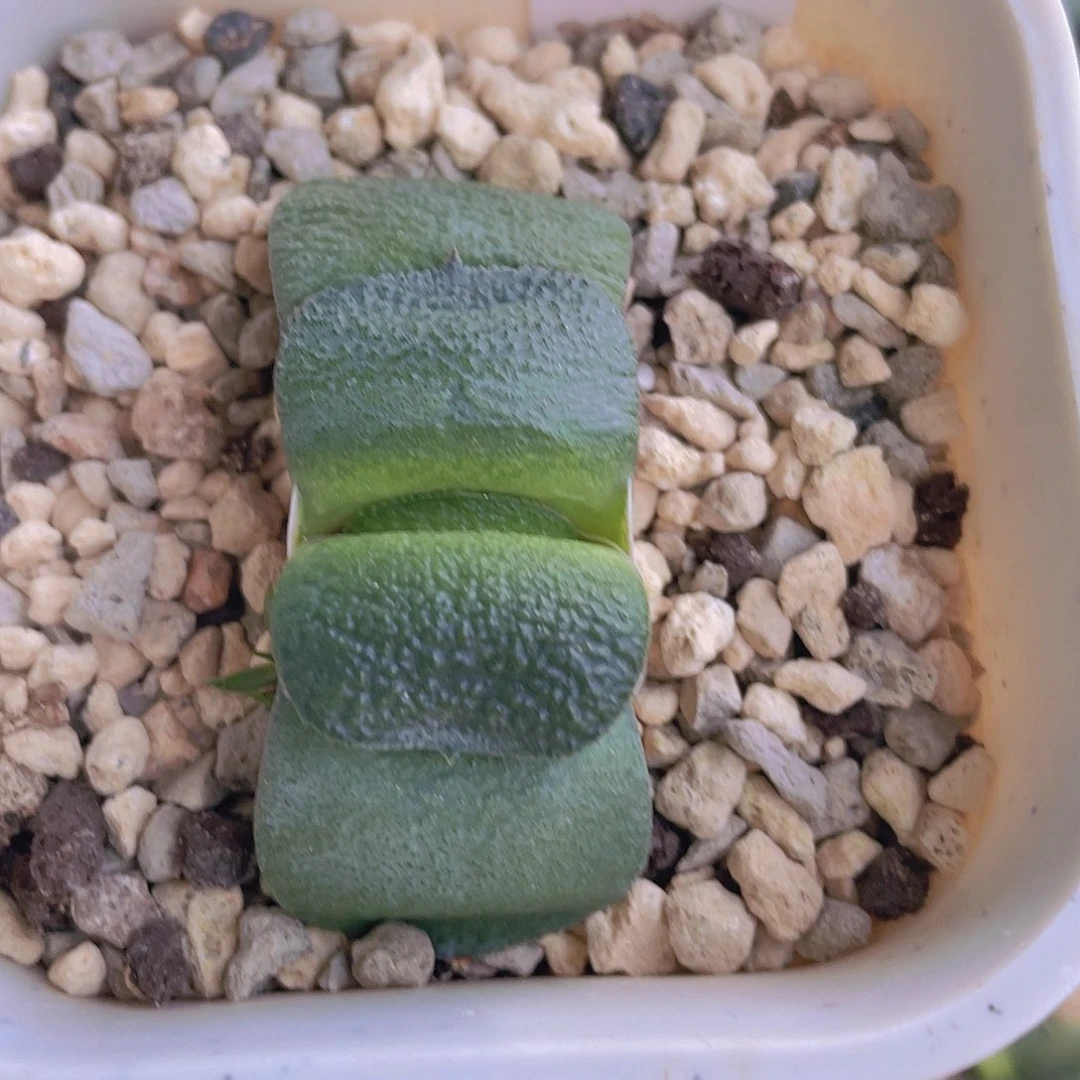 045号脱土发货111