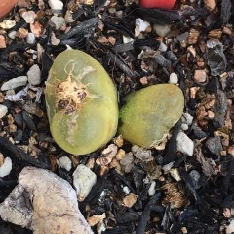 平*多肉肉锥 双头毛