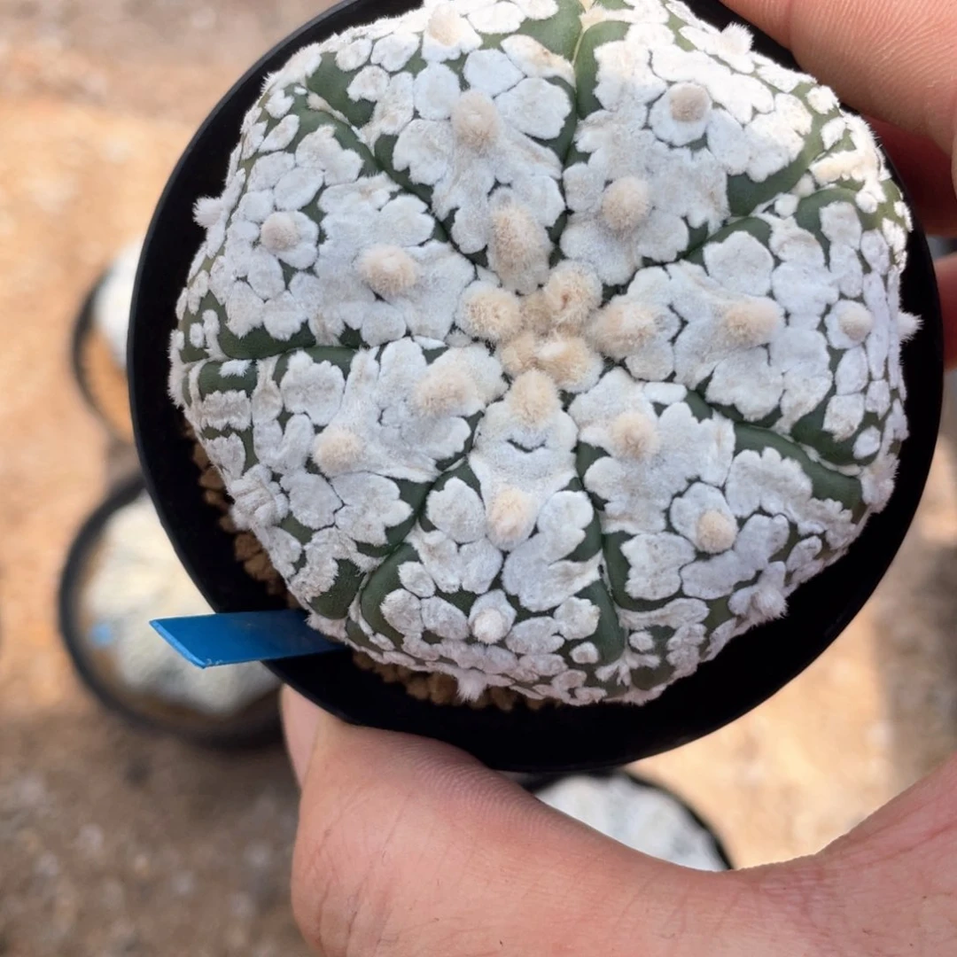 爱***豆实生兜福利福利福利