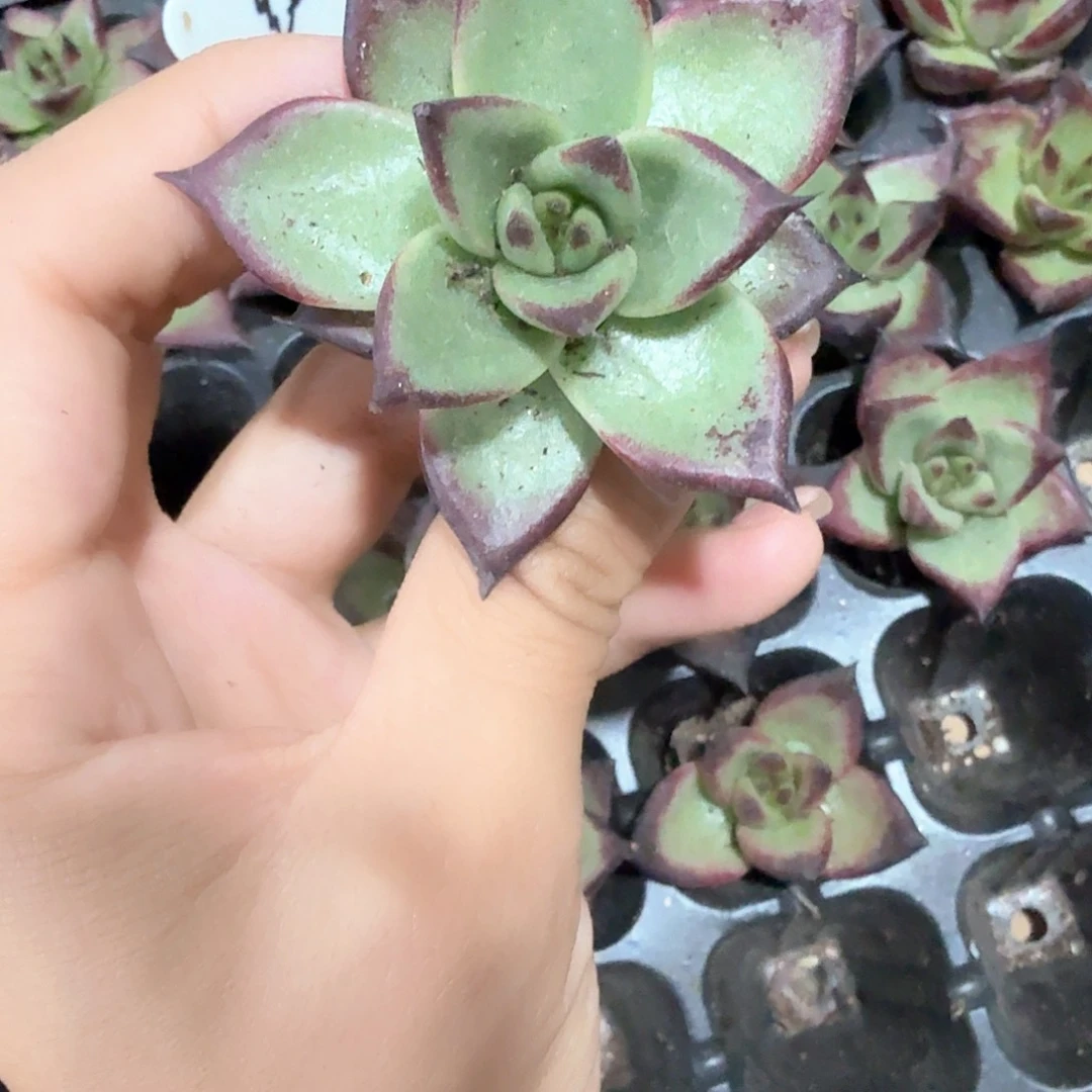 红檀穴苗5颗一组