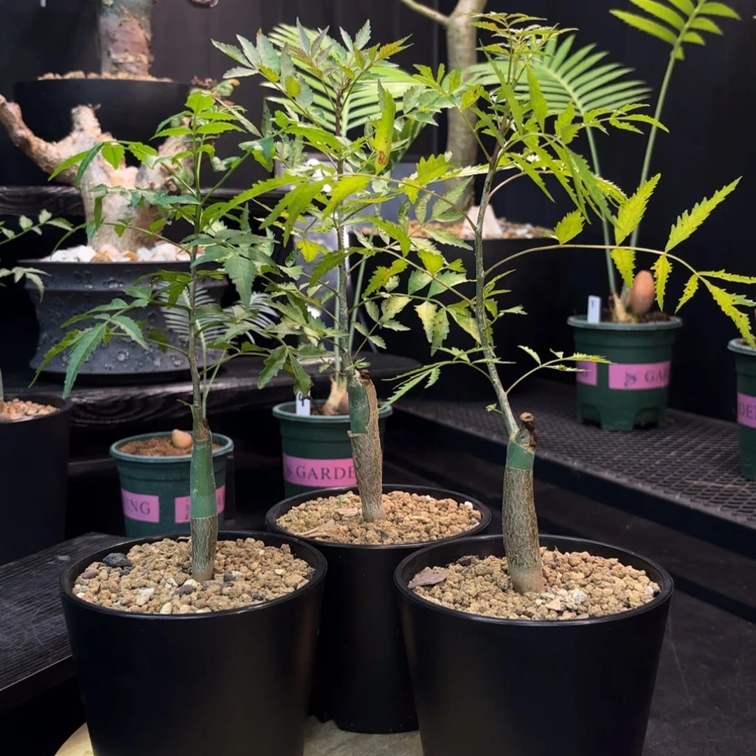 芳香裂榄带盆土。