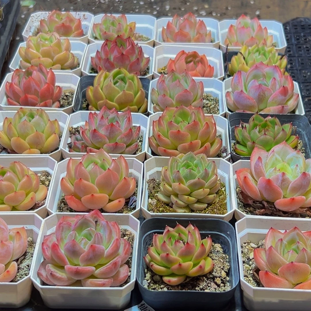 881多肉的我也是很喜欢