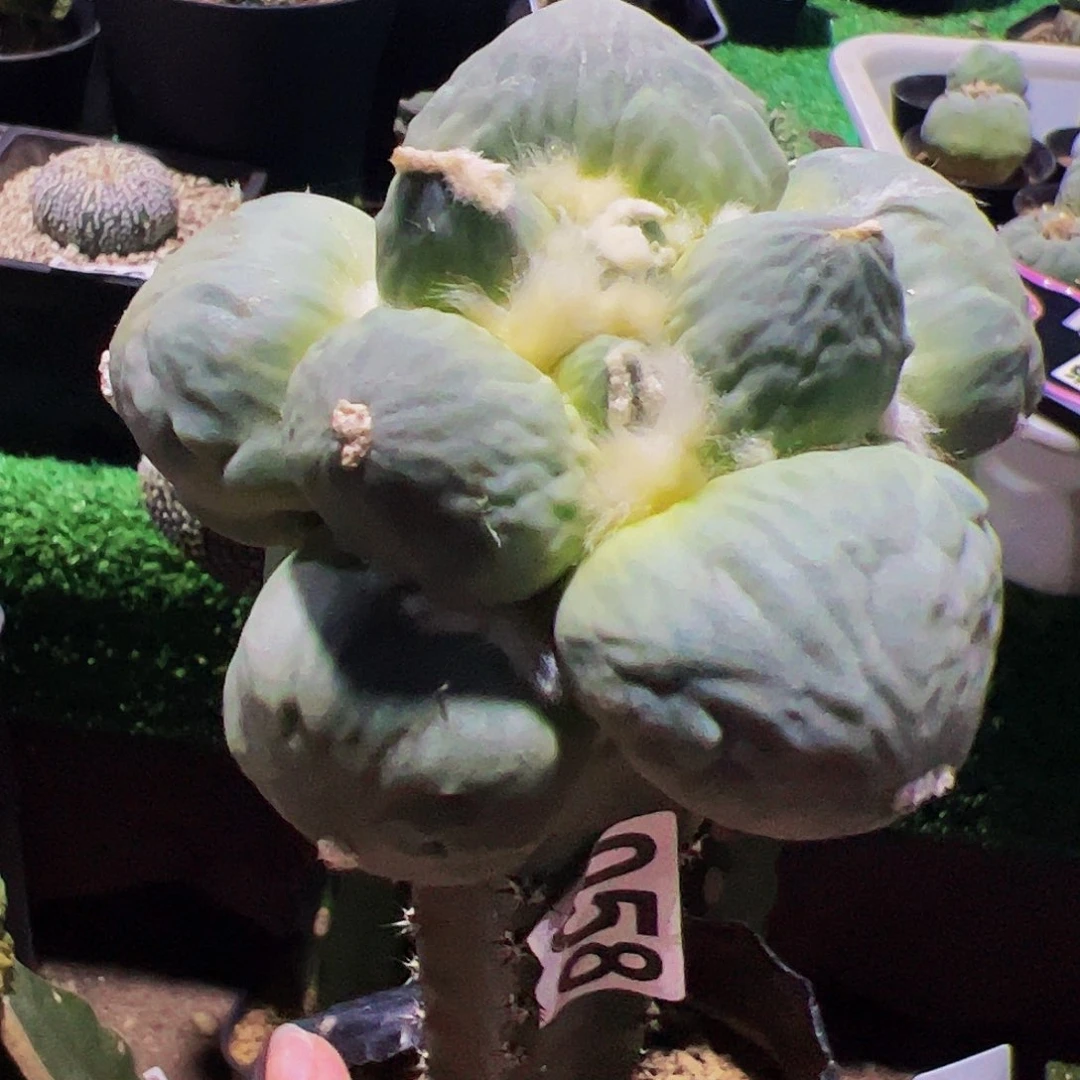 用***9无花朵达摩蛋尤怒涛058