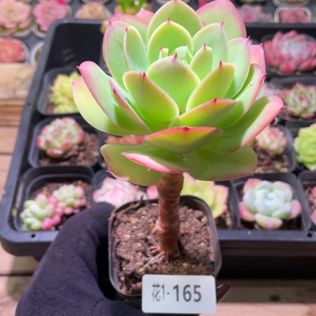 花利美1-165碧桃单头