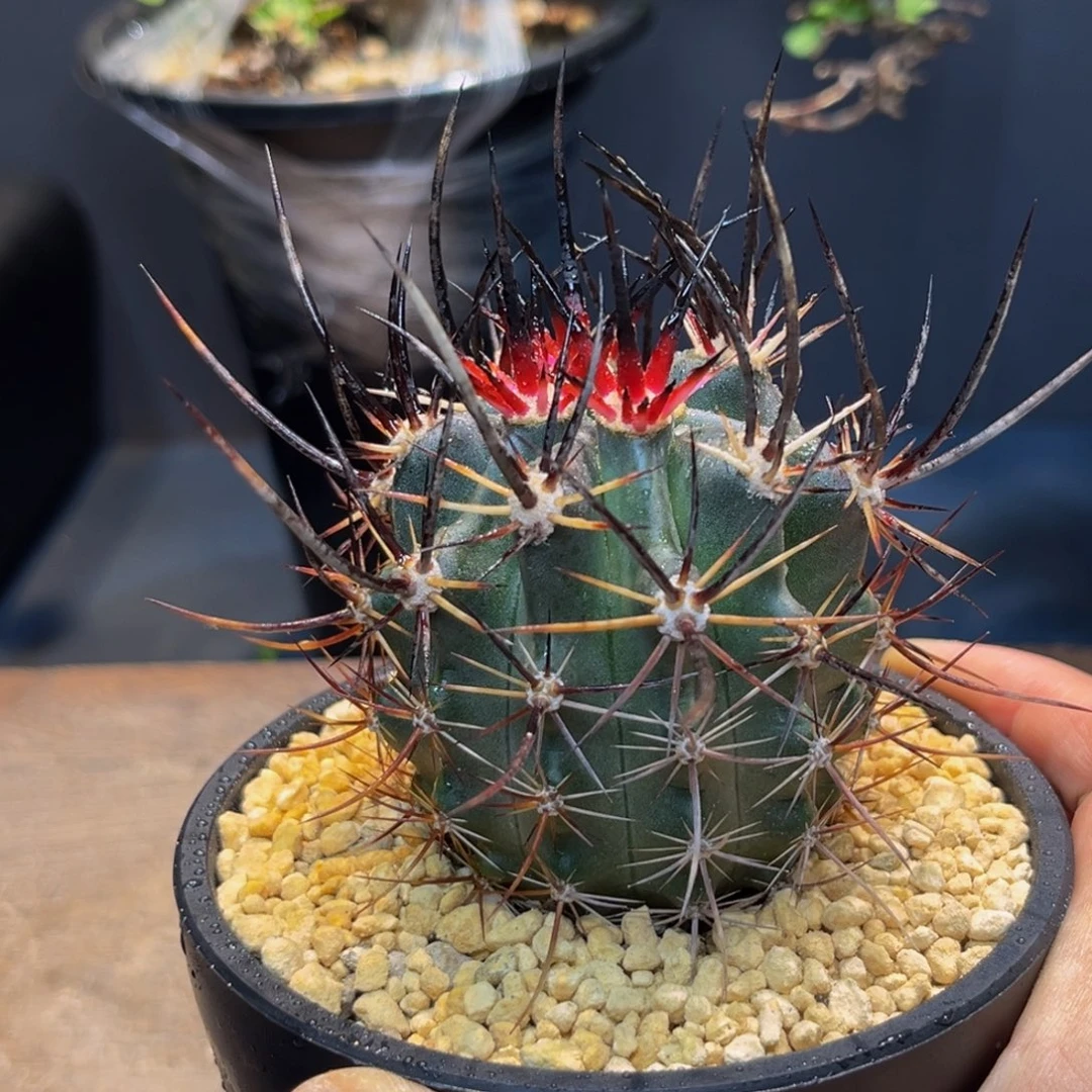 林氏幻虾Zzzzzzzzzzzzzzz