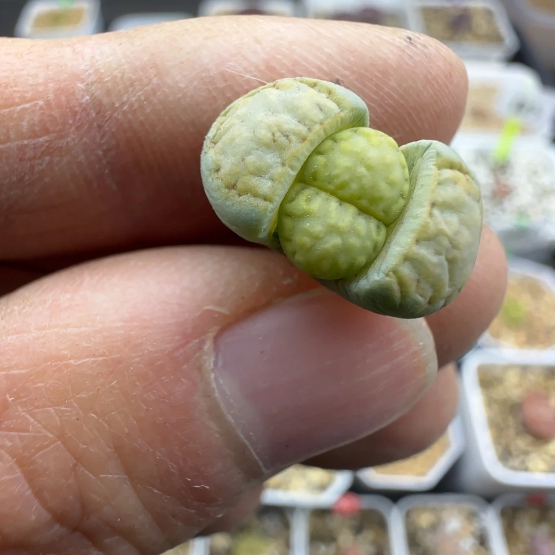 354 生石花福利30包邮