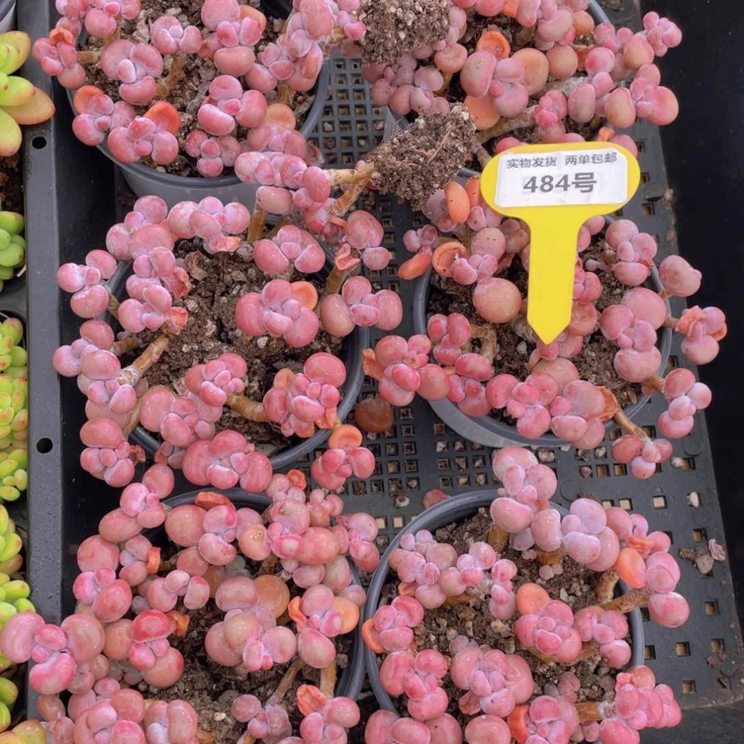 484号 开播福利丸叶腰子桃蛋老桩组合满满一盆