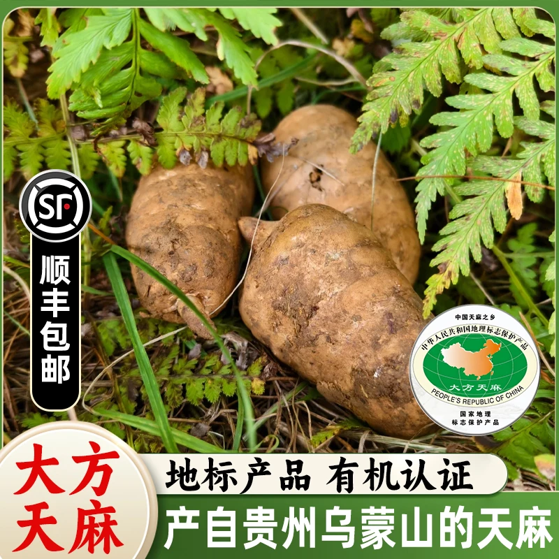 【顺丰】贵州新鲜大方乌天麻现挖高山天麻煲汤仿野生长非小草坝天麻