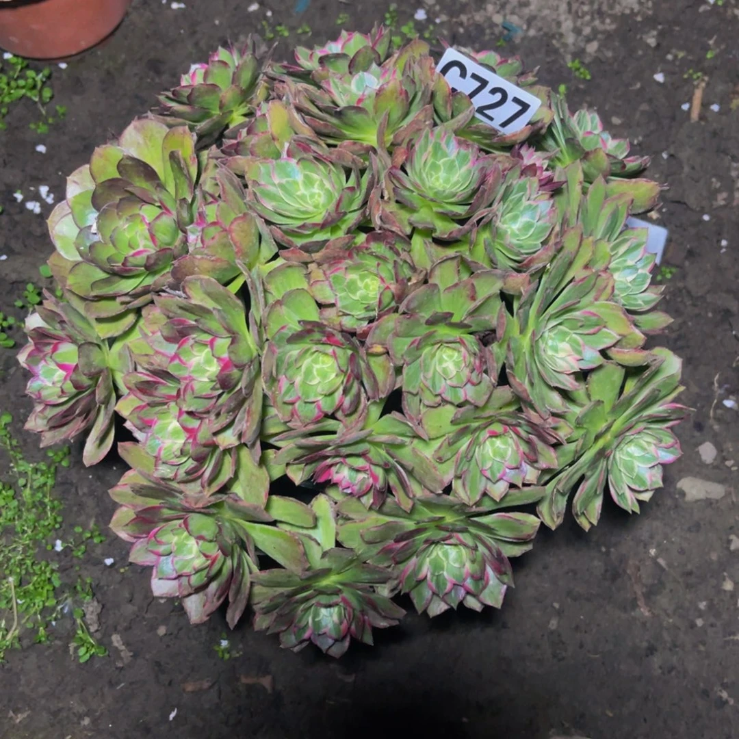 莲花法师16///6包邮