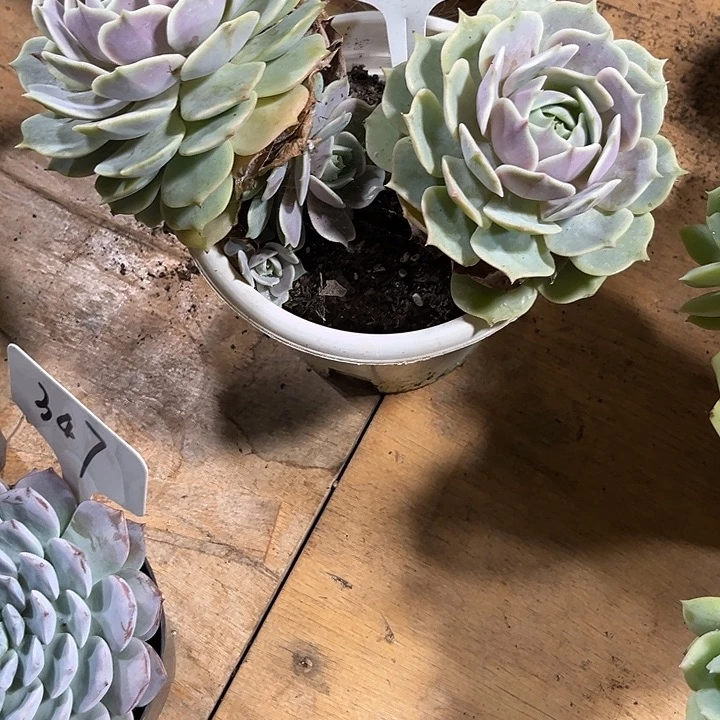 小***柜0000000000000005554