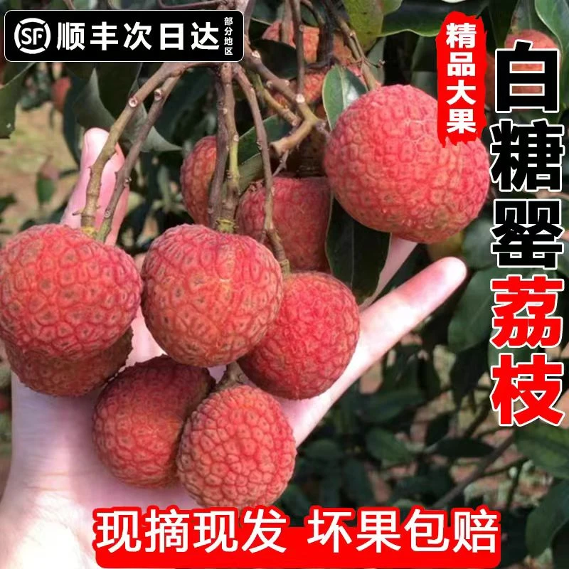 高州白糖罂荔枝新鲜现摘妃子桂笑味水果当季孕妇纯甜整箱顺丰包邮