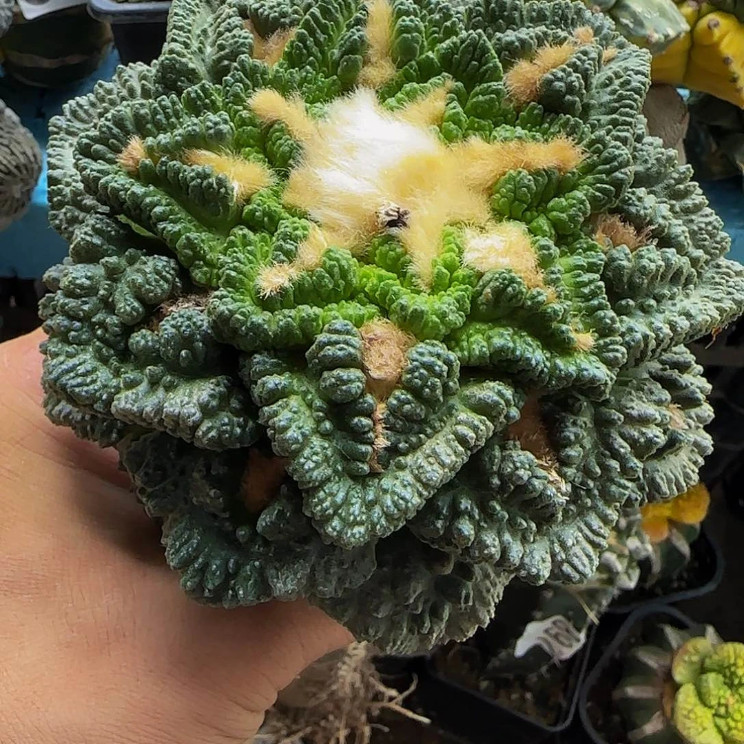 大龟甲081仙人球开花