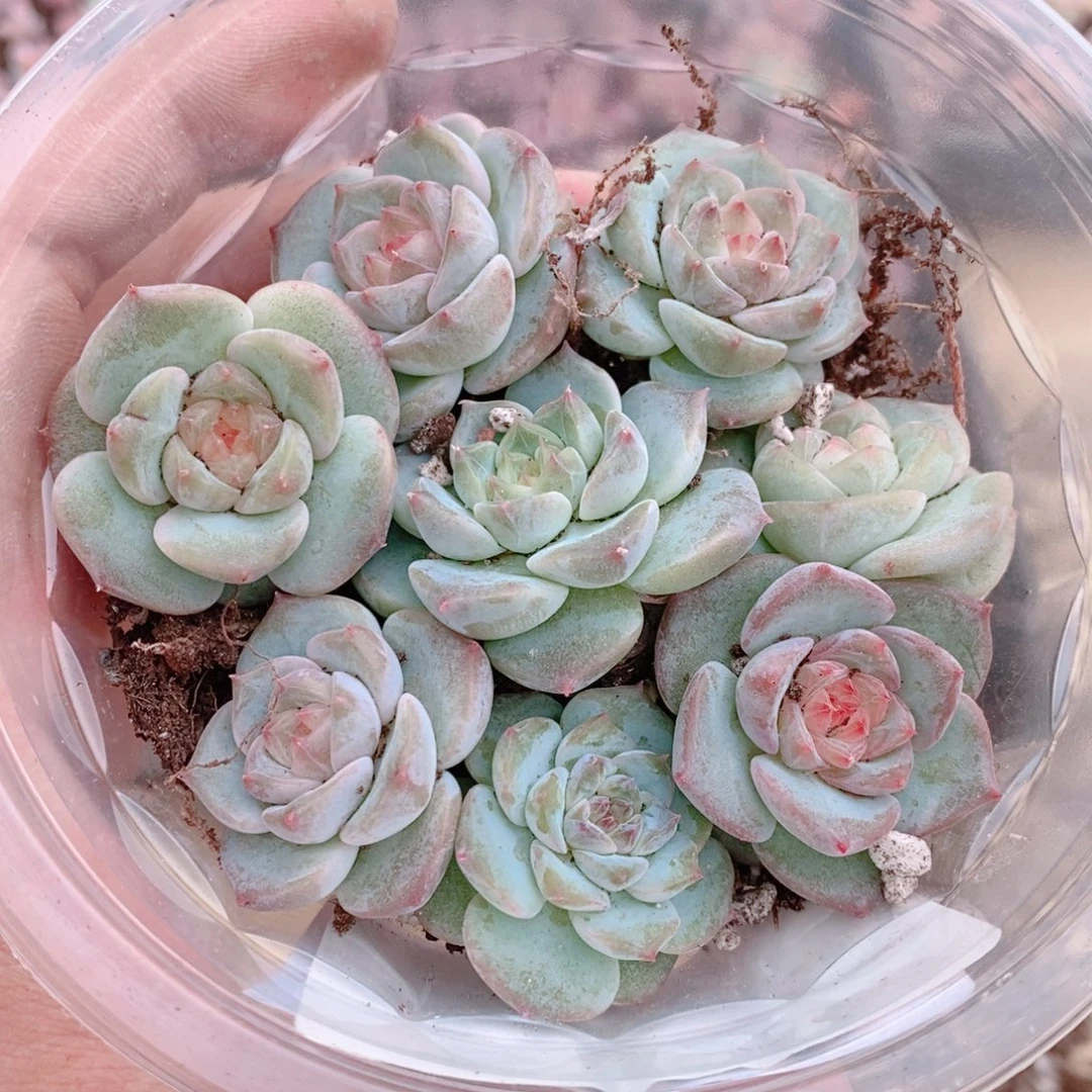 多肉植物精品切糕B408