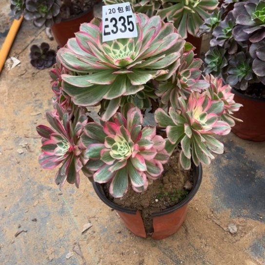 335孔雀翎不包断枝