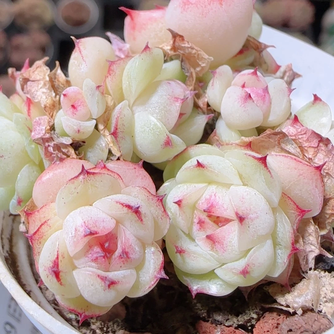 傲****花语逸镜1129-22散