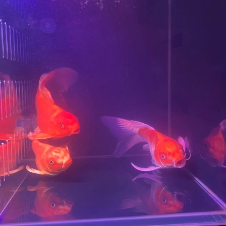 小***赫海水鱼红色2条花红一条20…..24