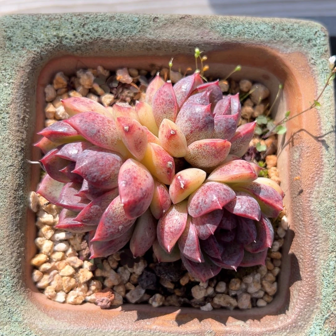 黑玫瑰女王（满38包邮）多肉