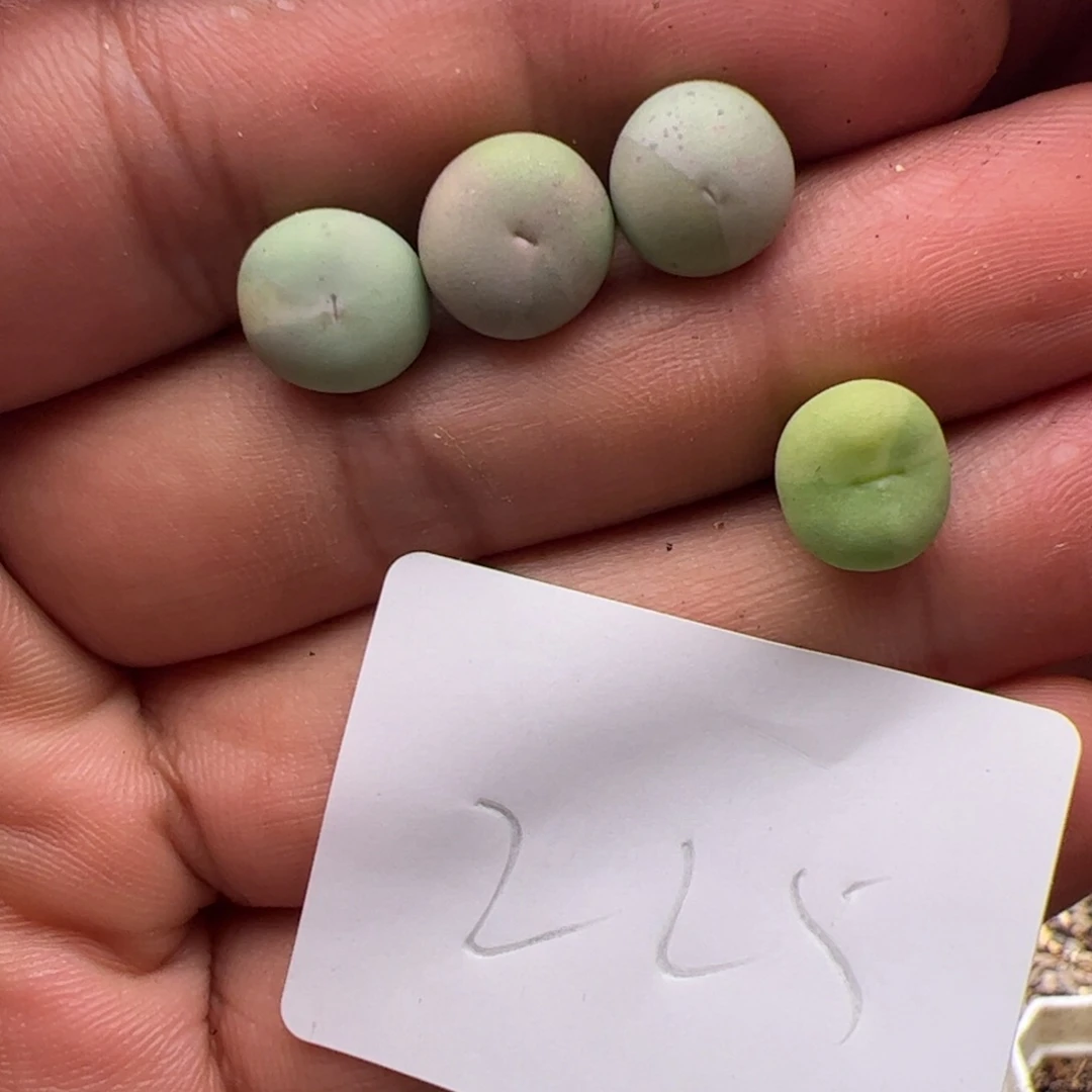 阳***宝9.15多肉植物组合225