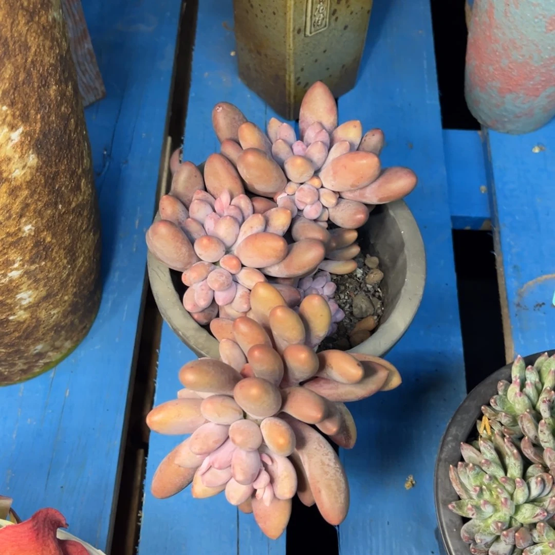 小雨多肉群生汤圆