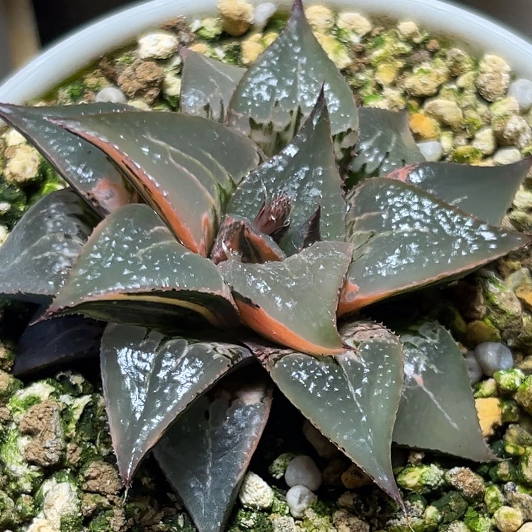 恭喜发财大吉大利925