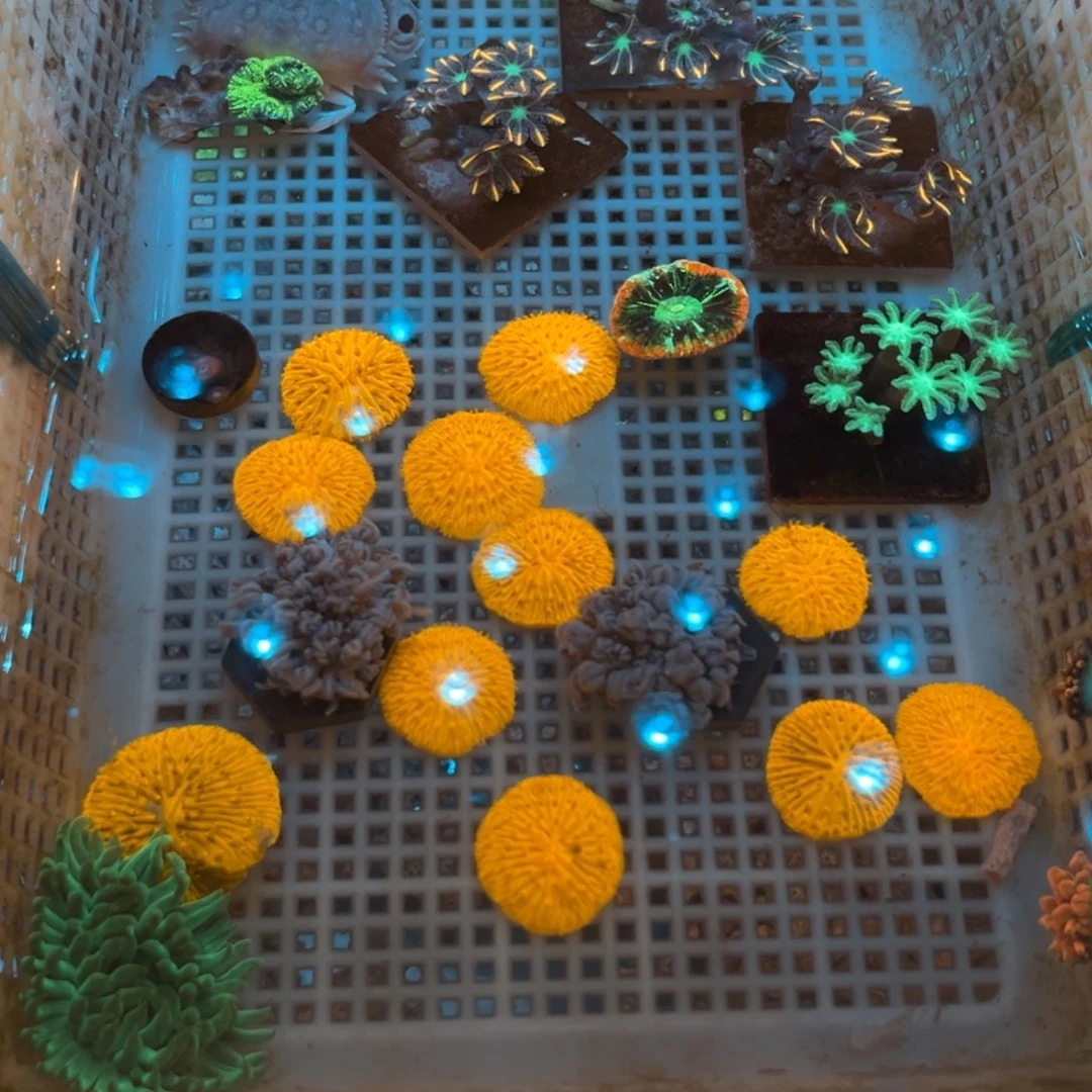 口***几奶嘴海葵飞盘11111111