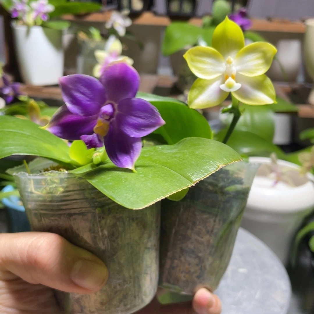 完全开放02叶瑕花期不保