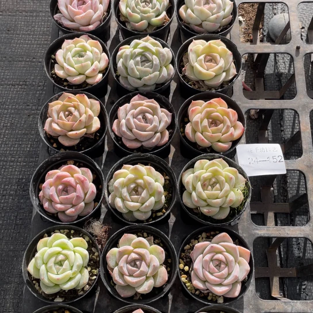 蚂*一物一拍18棵24-152