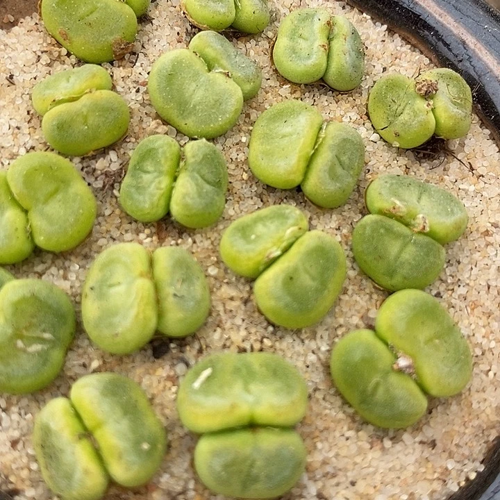 双头水晶鞋一组5颗