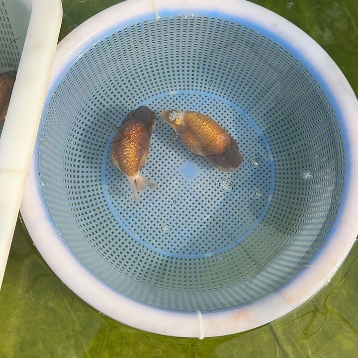 金***祥海水鱼金贵祥两条血清紫寿