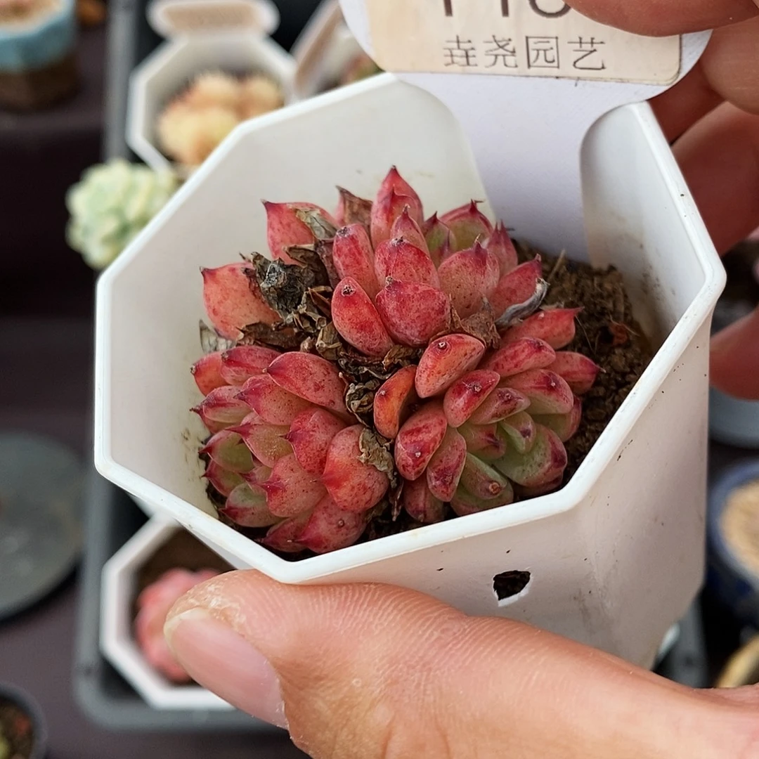 0169 沙罗姬杂 4cm