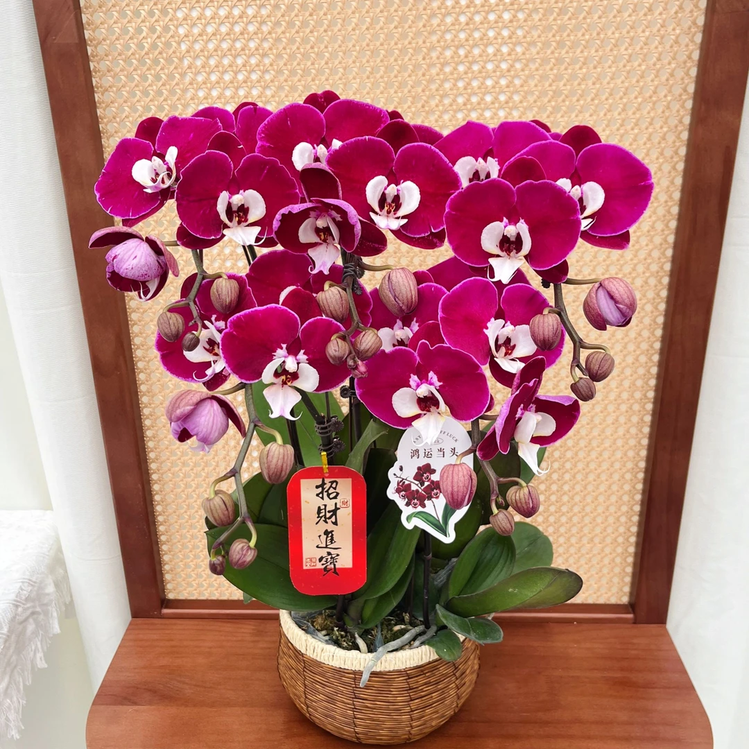 蝴蝶兰《米歇尔】新款高货 欧洲进口 高端花卉 送礼乔迁 浇水就能养