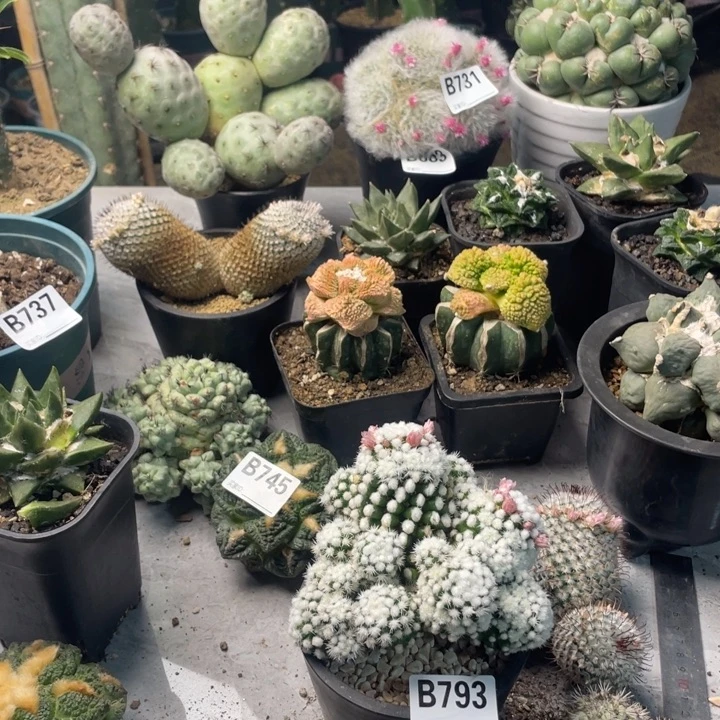 793一个仙人球大个