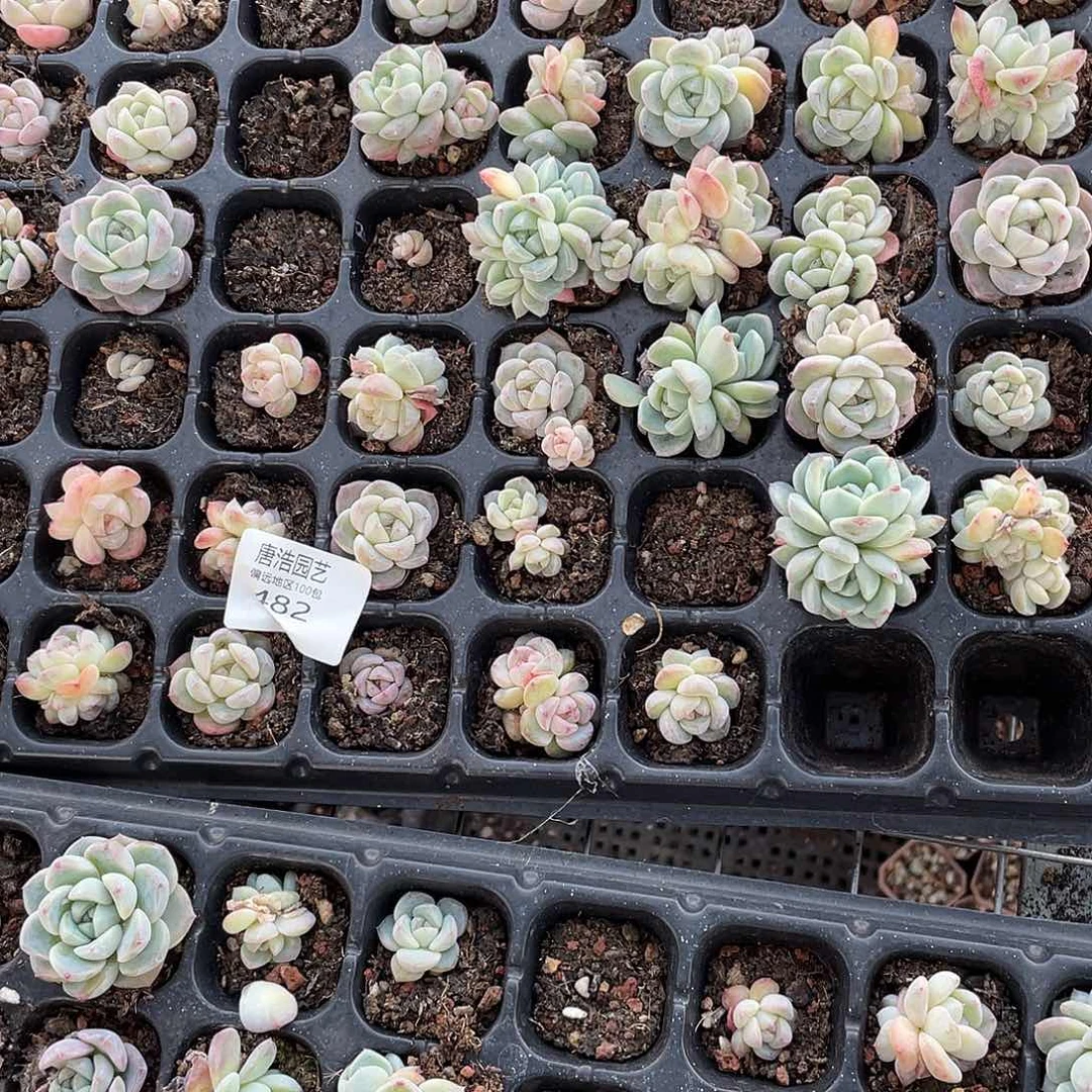 木*糖心珍妮混一物一拍482