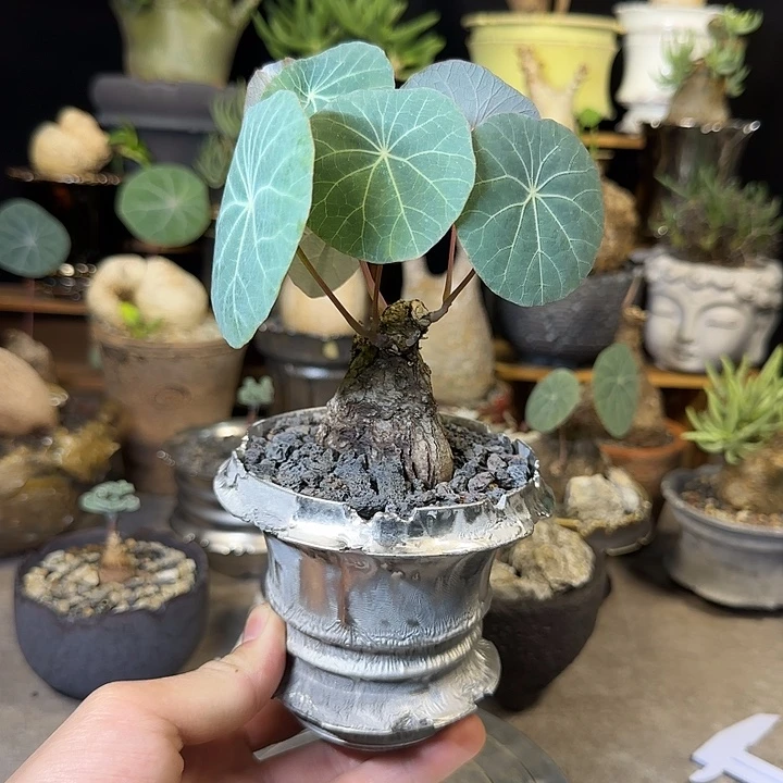 一物一拍老家一叶龟258