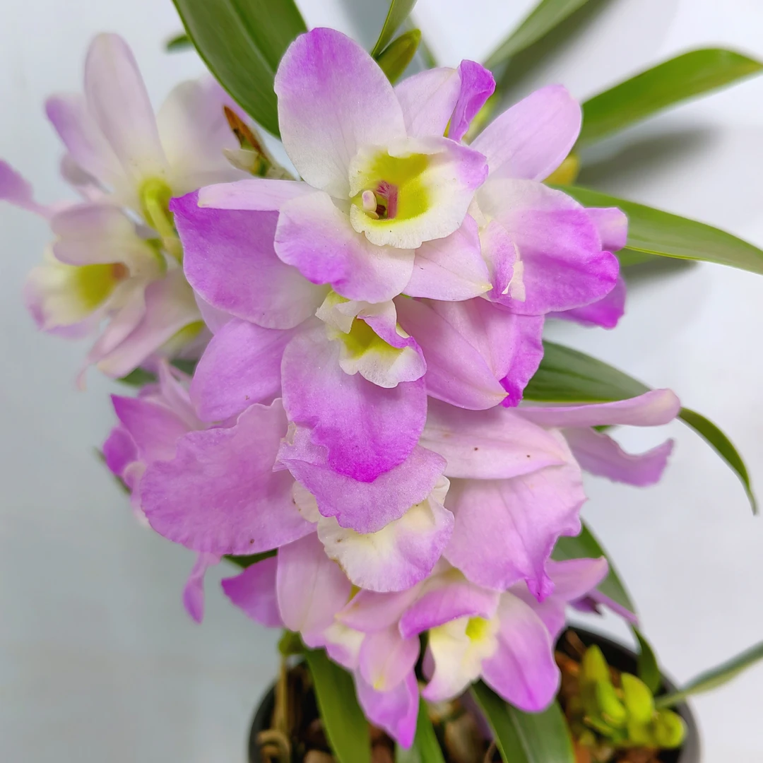 初恋｜春石斛（带花） 桌面款花瓣卷边渐变大花香味花卉石斛盆栽