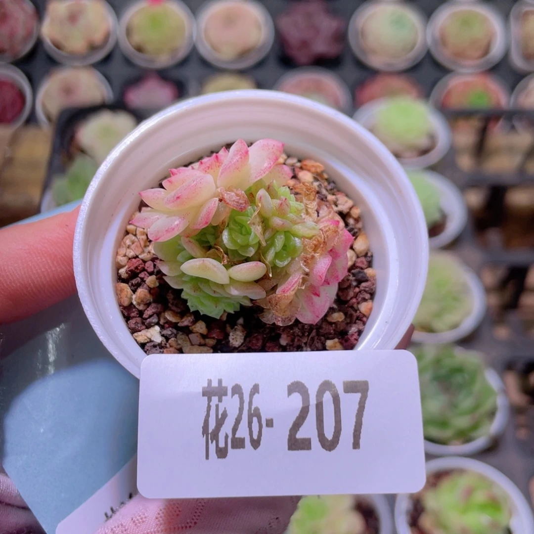 花利美26-207麦秆