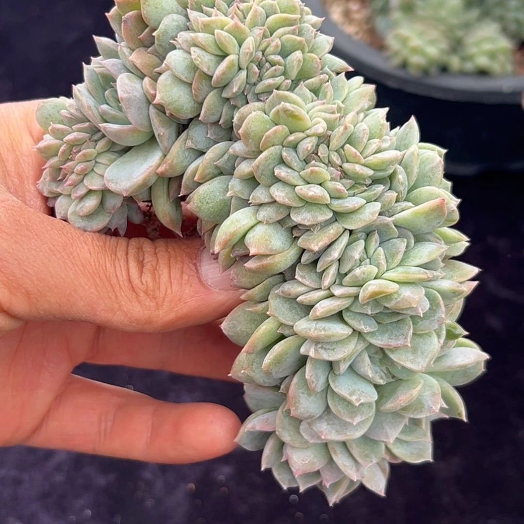 新年快乐 新年快乐