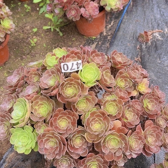 右***豆多肉植物一个沙拉碗