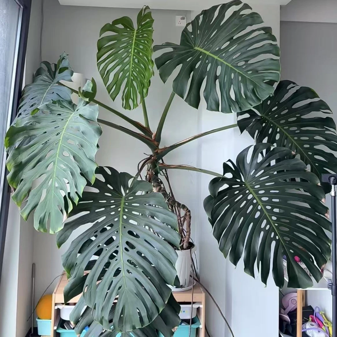 老桩龟背竹盆栽绿植多年生室内高端盆景观叶绿植易养护绿植盆栽