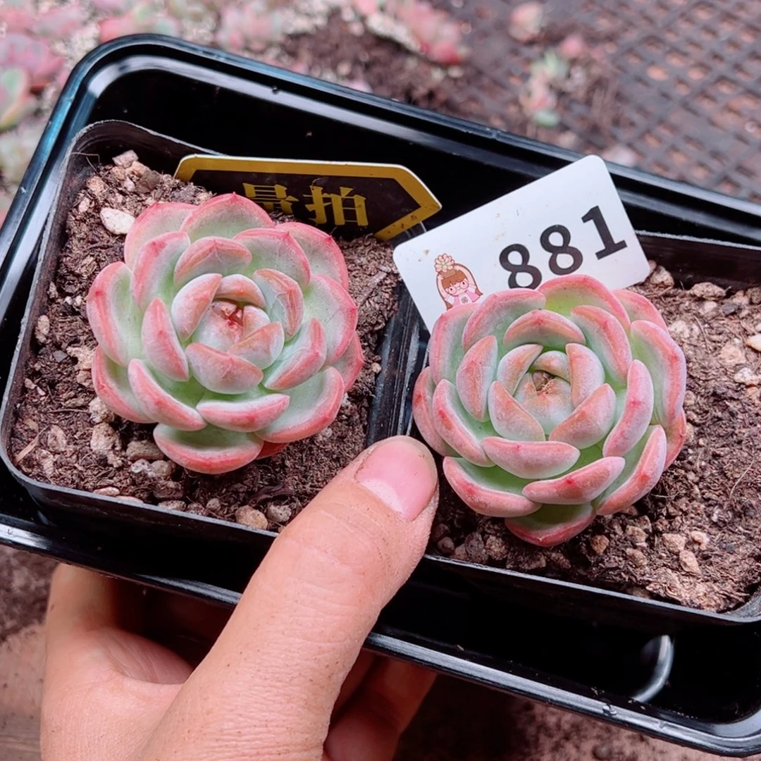 多肉植物多肉植物