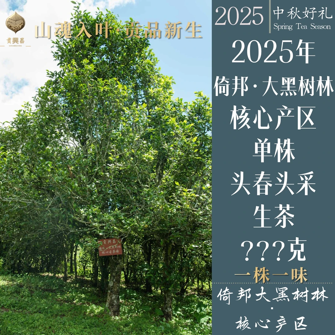 【一樽还江月】2025年 倚邦大黑树林一棵树单株春茶 生茶散茶