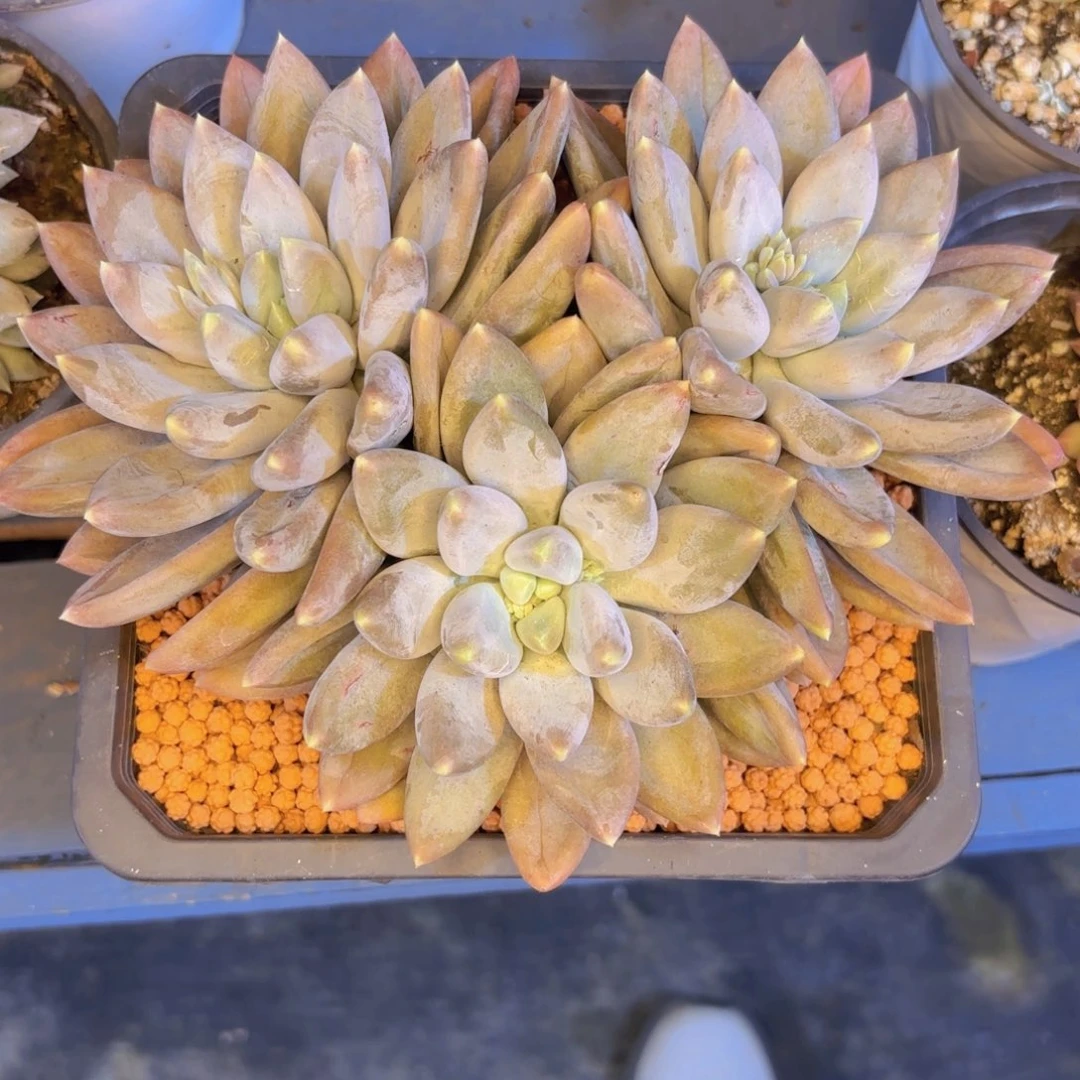 哥特萝莉一物一拍