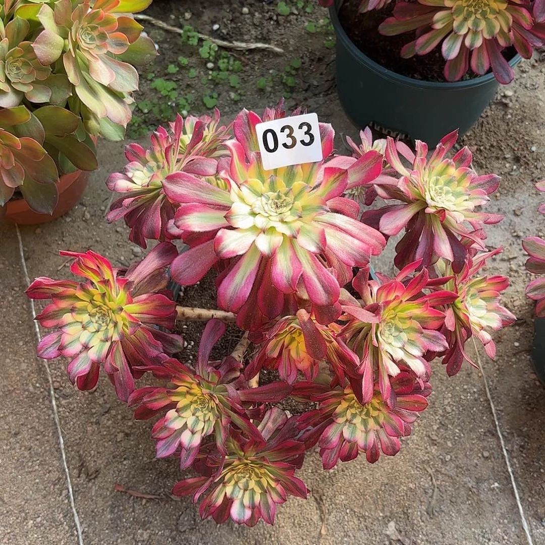 多肉法师波斯033