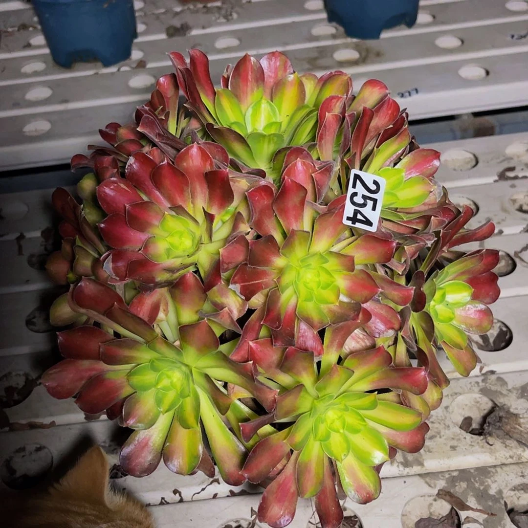 法师法师7–37包邮法师