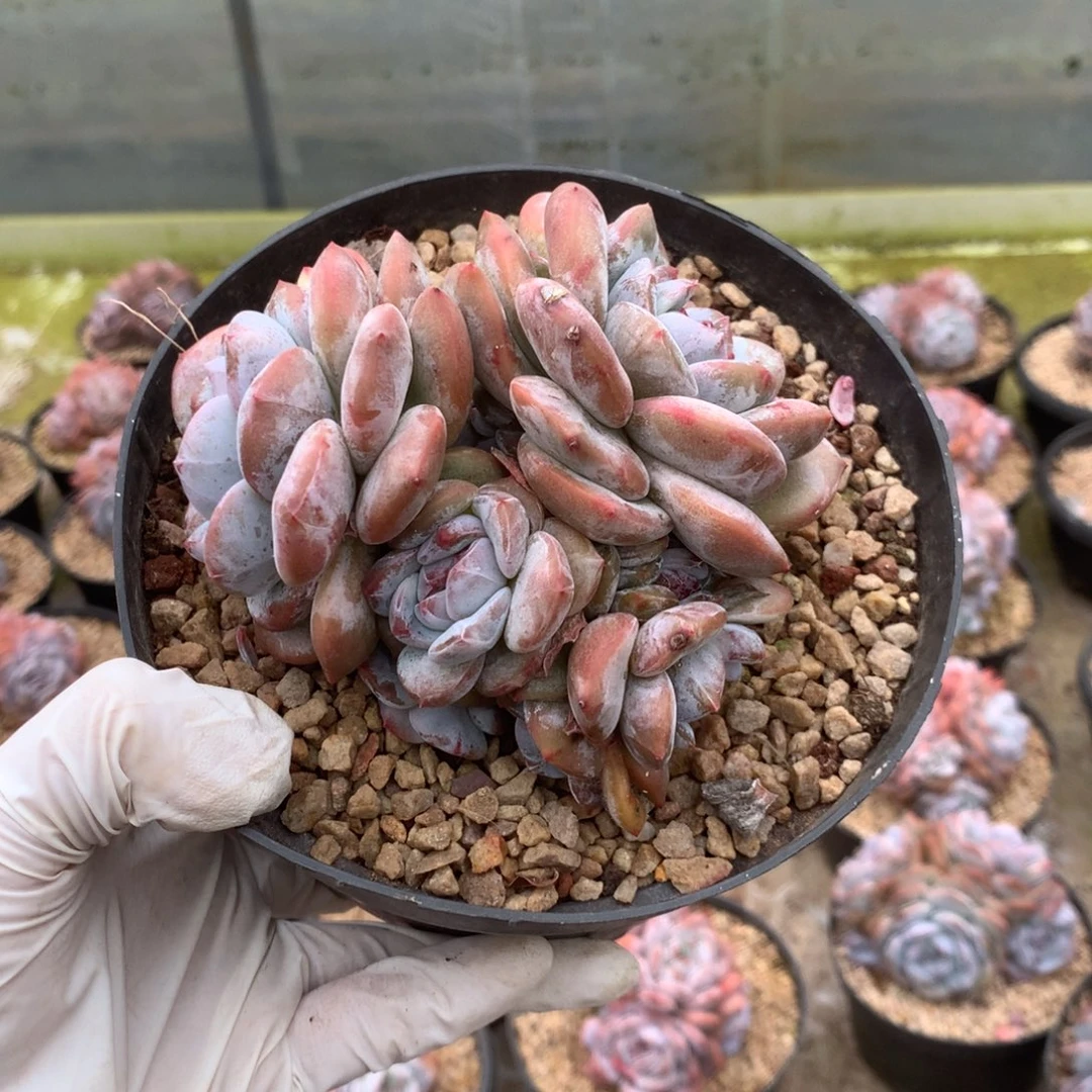 无花朵七月哈哈哈哈哈哈哈